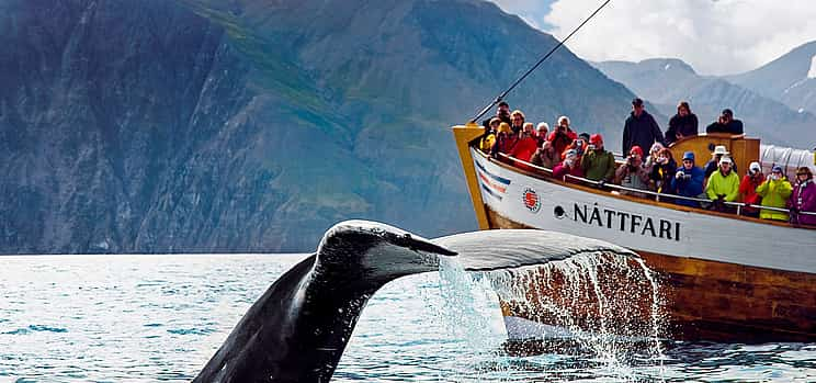 Photo 1 Húsavík Original Whale Watching