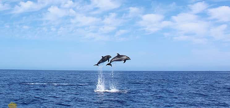 Photo 1 Whales & Dolphins Watching Cruise from Calheta, Madeira