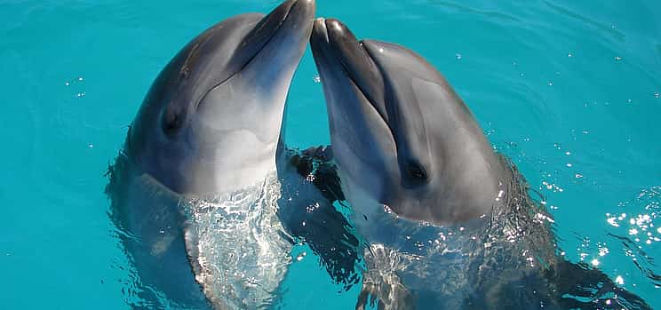 Foto 1 Excursión en barco para avistar delfines en Sesimbra con cata de vinos