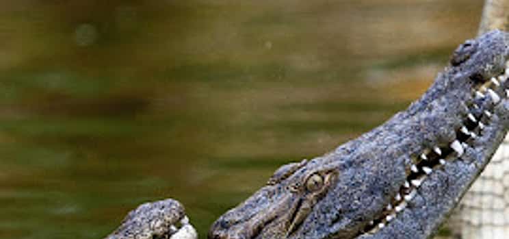Photo 1 Private Dubai City tour & Crocodile Park Visit