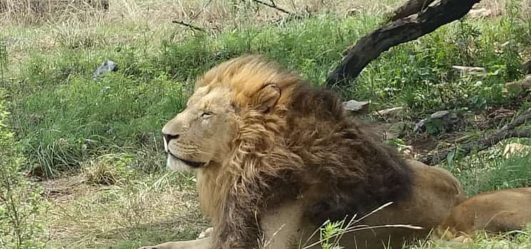 Foto 1 Halbtägige Löwen- und Safaripark-Tour