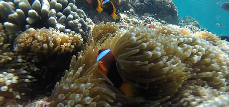 Foto 1 Bali: Todo Incluido Snorkeling en Blue Lagoon