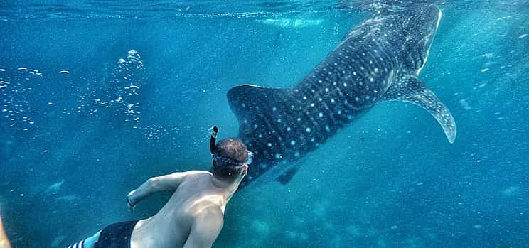 Фото 1 Тур "Дикий и удивительный Себу": Снорклинг с китовой акулой, каньонинг и зиплайн на Кавасане