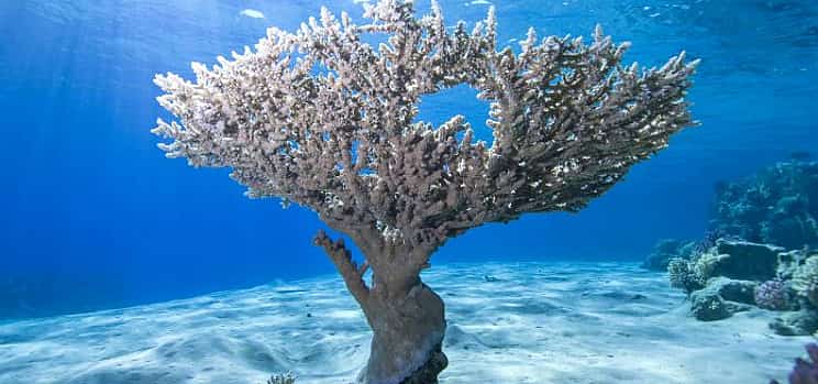 Photo 1 White Island and Ras Mohammed National Park Snorkeling Boat Trip