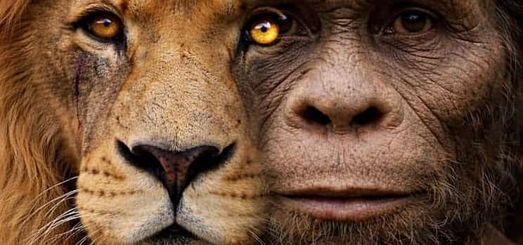 Photo 1 Cradle of Humankind Tour combined with a Lion Safari from Johannesburg