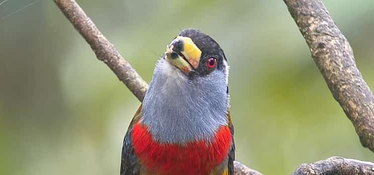 Photo 1 Mindo Cloud Forest Day Tour Nature, Wildlife & Chocolate Experience