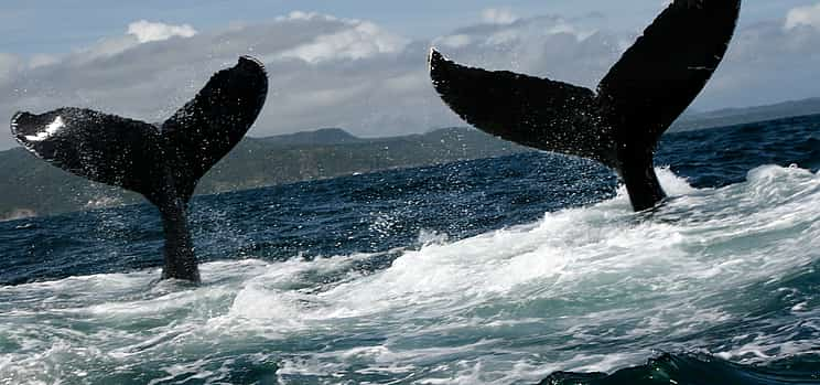 Photo 1 Humpback Whale Watching in Samaná Bay and Cayo Levantado