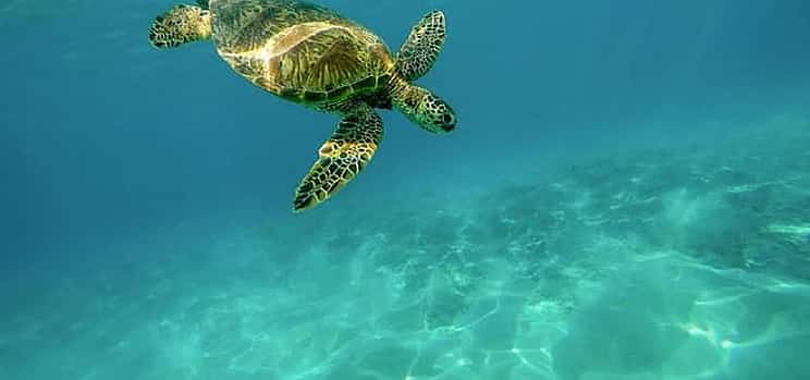 Photo 1 Caretta-Caretta Turtle Trip