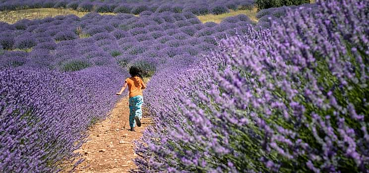 Foto 1 Campos de lavanda y lago Salda desde Kemer