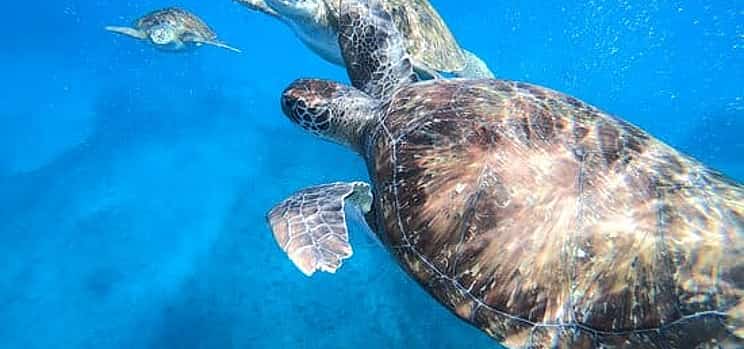 Photo 1 Snorkeling with Sea Turtle Experience, São Vicente
