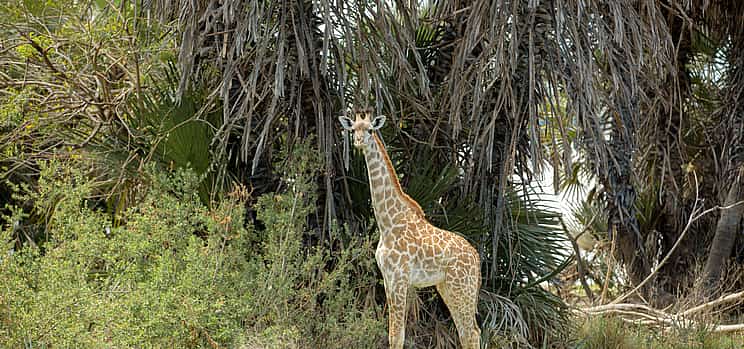 Photo 1 6 Daуs Amboseli, Lake Nakuru and Maasai Mara Safari