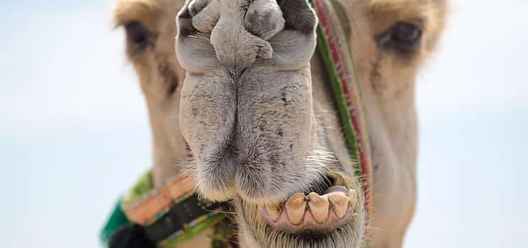 Photo 1 Explore Djerba at the Gentle Pace of a Camel Ride