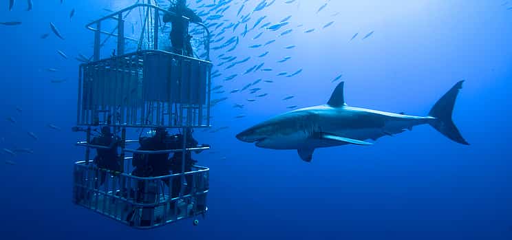 Фото 1 Дайвинг в клетке с акулами из Кейптауна
