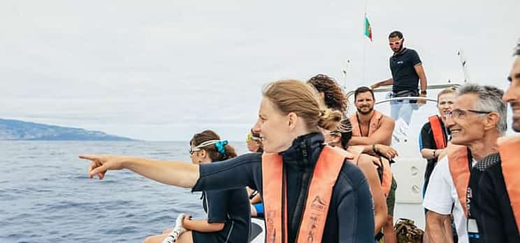 Photo 1 Dolphins/Whales Experience