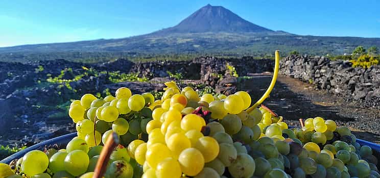 Photo 1 Food and Wine Safari Full-day Tour