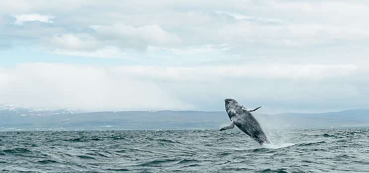 Foto 1 Húsavík Original Avistamiento de ballenas