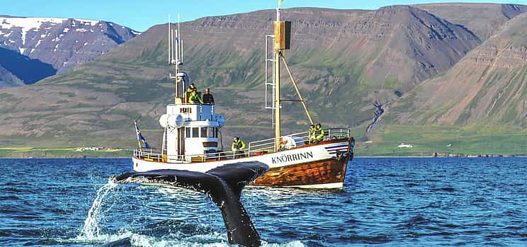 Photo 1 Whale Watching from Árskógssandur - 30 Minutes from Akureyri