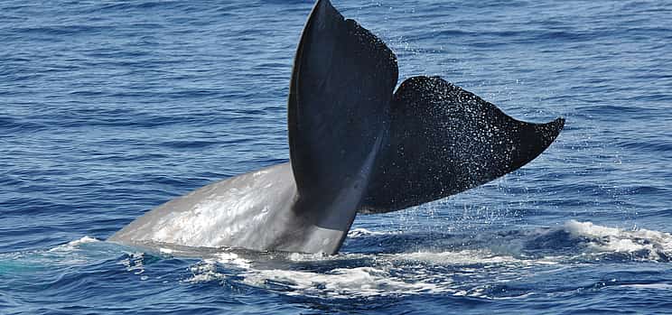 Фото 1 Наблюдение за дельфинами и китами