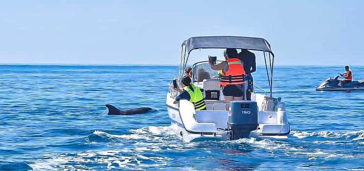 Photo 1 Dolphin Watching Boat Trip in Djerba – 2-Hour Sea Adventure