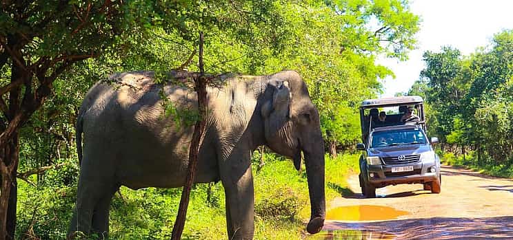 Photo 1 Ella Budget Taxi Safari: Ella to Yala Expedition – Safari, Lipton’s Seat & Tea Factory