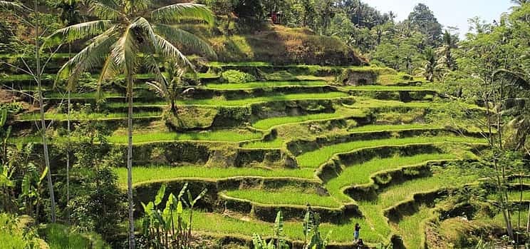 Photo 1 Ubud Tour: Best of Ubud -All inclusive