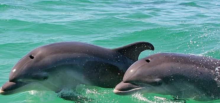 Photo 1 Dolphin watching in the wild