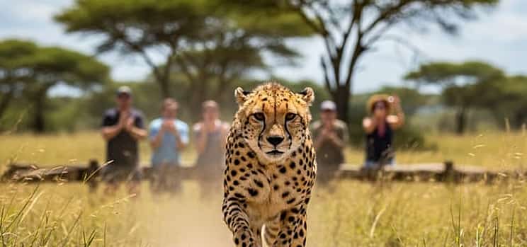 Photo 1 Ann Van Dyk Cheetah Centre Tour from Johannesburg or Pretoria