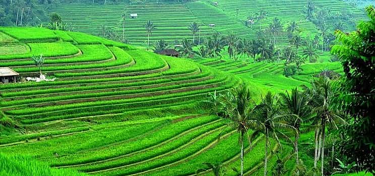 Photo 1 Bali Ancient Temples and Jatiluwih Rice Terrace Private Tour
