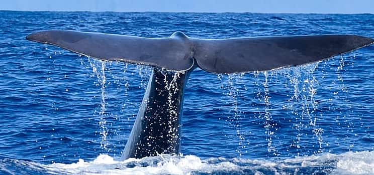 Photo 1 Responsible Whale and Dolphin Watching Tour - Funchal