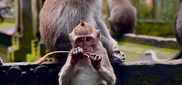 Photo 1 Ubud: Monkey Forest & Cretya Day Club