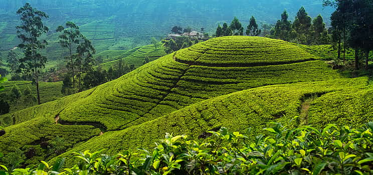 Photo 1 Nuwara Eliya Full-day Tour