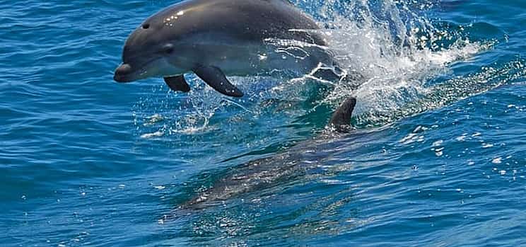 Photo 1 Dolphin Watching in the Wild - Half Day 