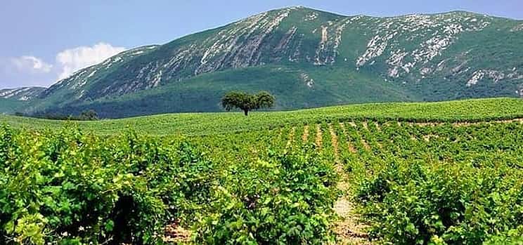 Photo 1 Full Day Private Wine Tour in Arrabida