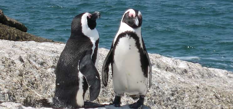 Фото 1 Частный экскурсионный однодневный тур с гидом к пингвинам Капского полуострова