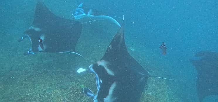 Photo 1 From Bali: Day Trip With Lunch and  Manta Bay Snorkelling Nusa Penida