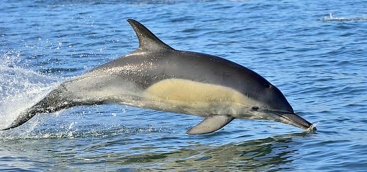 Фото 1 Лодочный тур по Лиссабону с наблюдением за дельфинами