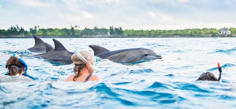Фото 1 Экскурсия "Плавание с дельфинами" на Занзибаре