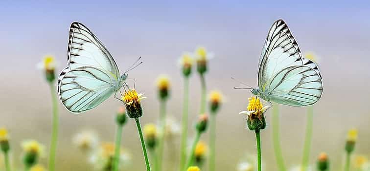 Photo 1 Dubai Butterfly Garden Tour with private transfers