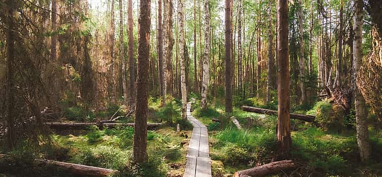Photo 1 Helsinki's Best-kept Secret. Magical Taiga Forest Hike