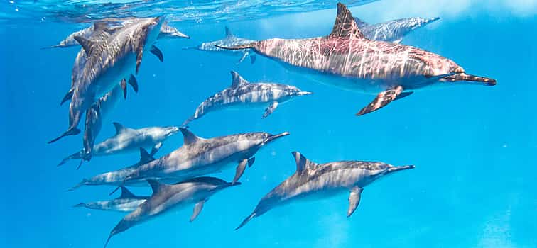 Foto 1 Schwimmen mit Delfinen und Schnorcheln Tour von Marsa Alam