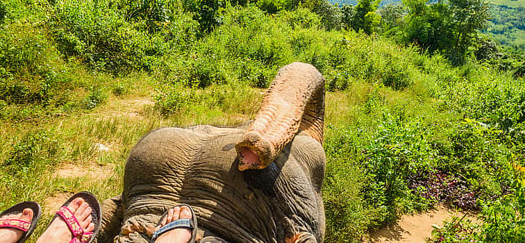 Foto 1 Excursión en elefante en Ubud