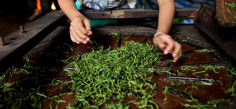 Photo 1 Tour the Amazing Natural Spices and Ceylon Tea Farm