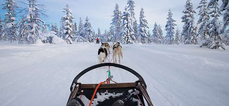 Foto 1 Excursión en trineo tirado por perros