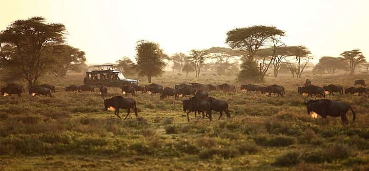 Photo 1 4-day Spectacular Serengeti Migration Safari