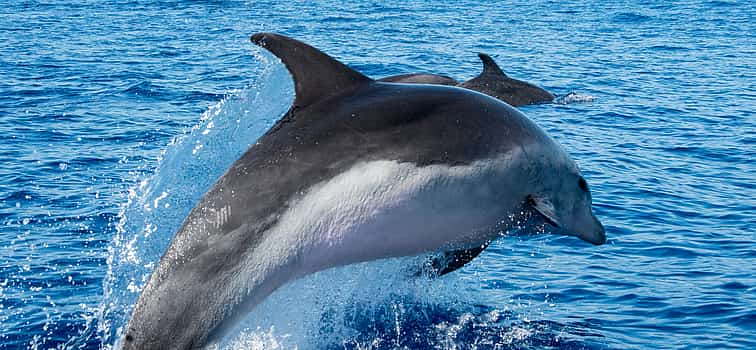 Фото 1 Наблюдение за дельфинами и сафари на джипах