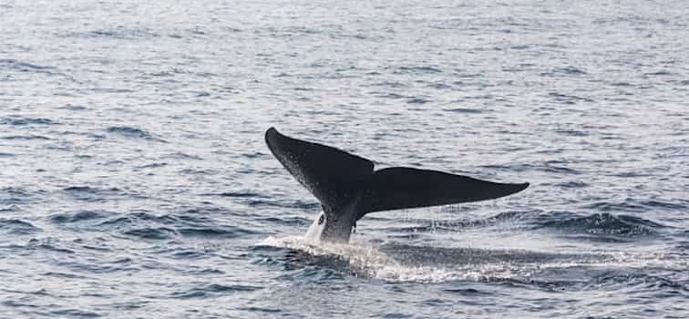 Foto 1 Mirissa Whale Watching Tour