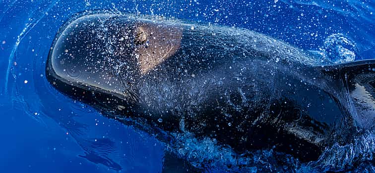 Foto 1 Tenerife: Experiencia de lujo Opera 60 de avistamiento de ballenas y delfines