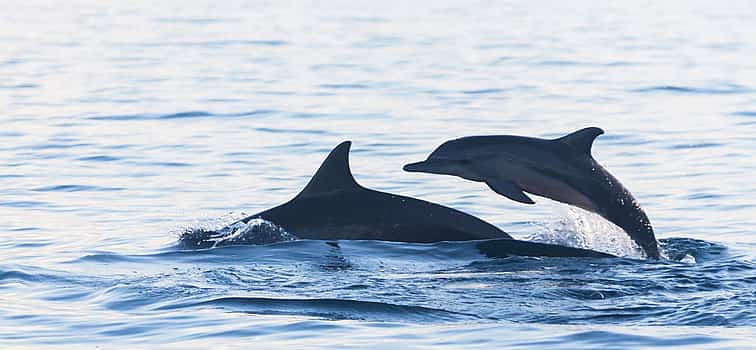 Photo 1 Bali Sunrise Dolphins
