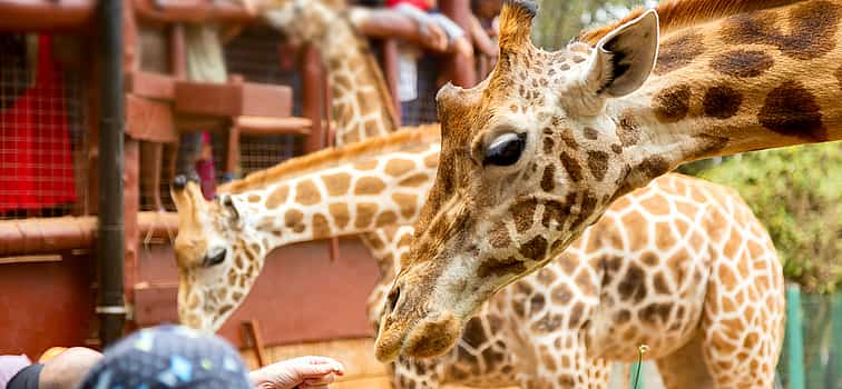Photo 1 Giraffe Centre, Elephant Orphanage, and Bomas of Kenya Day Tour from Nairobi