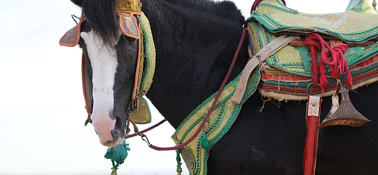 Photo 1 Horse Ride in Agadir